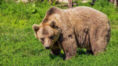 Une jeune femme repousse un ours à mains nues dans son jardin (vidéo)