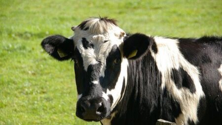 Loire : le taurillon échappé de l’abattoir et retrouvé à Feurs va être recueilli par la fondation Brigitte Bardot