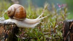 La Bourgogne victime d’une invasion d’escargots turcs