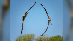 Un photographe animalier capture une image saisissante de deux milans royaux volant en formation parfaite au pays de Galles