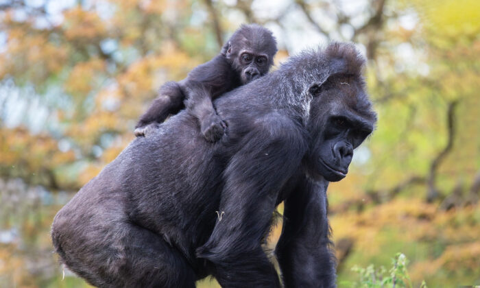 (Avec l'aimable autorisation de Jordan Jones/Bristol Zoo Gardens)
