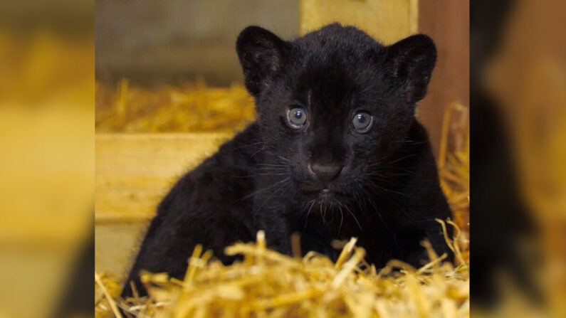 (Avec l'aimable autorisation du Big Cat Sanctuary)