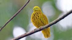 Découvrez la colombe ressemblant à un fruit doré : un oiseau magnifique qui vous étonnera par son apparence particulière