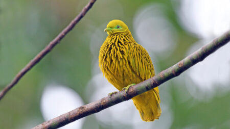 Découvrez la colombe ressemblant à un fruit doré : un oiseau magnifique qui vous étonnera par son apparence particulière