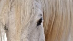 Vaucluse : 4 hommes condamnés à de la prison ferme pour avoir tiré sur des chevaux, moutons et chèvres