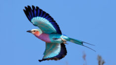 Le plumage pastel du rollier à longs brins fait de ce magnifique oiseau un plaisir à contempler