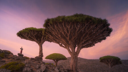 « L’un des endroits les plus étonnants de la planète » : un photographe capture des paysages surréalistes sur l’île de Socotra