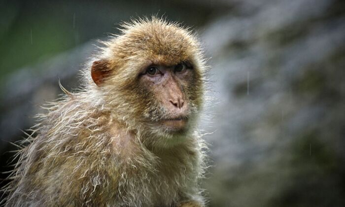 Un macaque rhésus (Macaca mulatta) surveille les lieux sous de fortes pluies au zoo de Beauval à Saint-Aignan, Centre France, le 13 juillet 2021. (Guillaume Souvant/AFP via Getty Images)