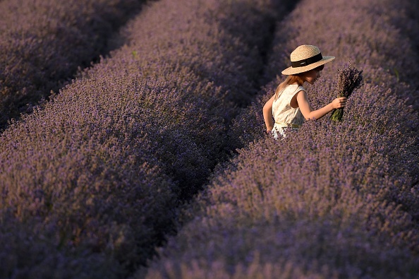 -Une fille traverse un champ de lavande près du village de Valea-Trestieni, à environ 30 km à l'est de Chisinau, en Moldavie le 10 juillet 2021. Photo SERGEI GAPON/AFP via Getty Images.