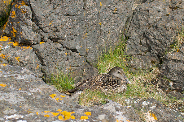 -Une femelle, eider, est assise sur un nid entre les rochers sur l'île de Bjarneyjar, dans la baie de Breidafjordur, en Islande, le 4 juillet 2021. Photo Jérémie RICHARD / AFP via Getty Images.