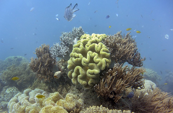  -Des poissons nagent à travers le corail de la Grande Barrière de Corail australienne. Photo William WEST/AFP via Getty Images.