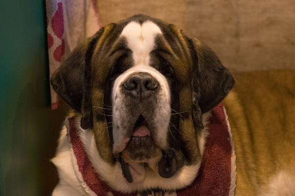 Un chien Saint-Bernard  (Matt Cardy/Getty Images)