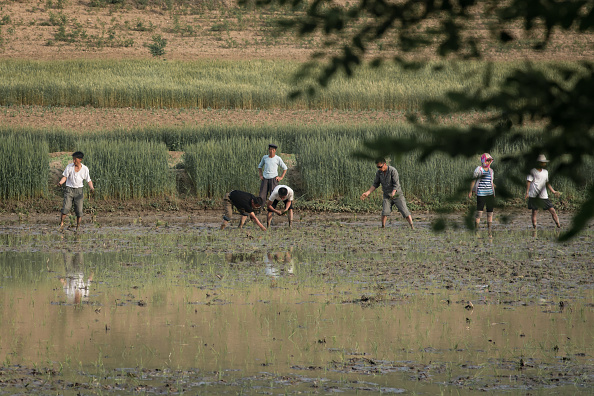 -Selon la FAO la pénurie alimentaire en Corée du nord serait de l’ordre de 860.000 tonnes de céréales.  Photo ED JONES/AFP via Getty Images.