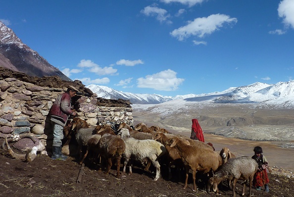 -Un berger afghan nomade wakhi Wafa Baig emmène son bétail dans un enclos dans le couloir de Wakhan en Afghanistan. Ce peuple n’est pas touché par les conflits qui dévastent le pays. Photo Gohar ABBAS/AFP via Getty Images.