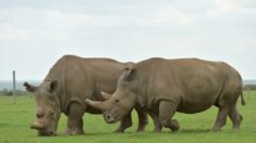 Douze embryons créés pour sauver le rhinocéros blanc du Nord