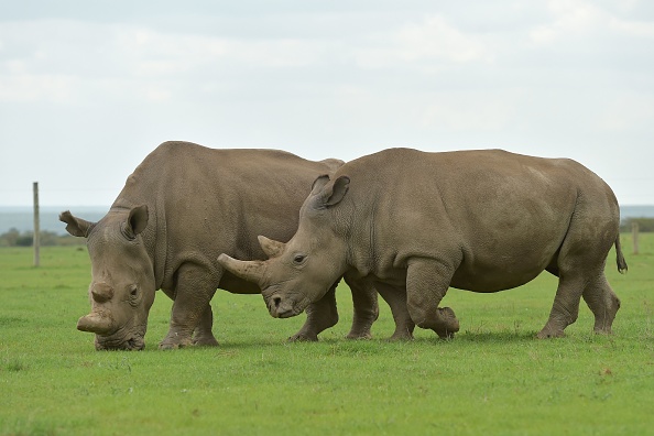 -Najin et Fatu, deux des seuls rhinocéros blancs du Nord femelles restantes paissent ensemble dans leur enclos le 20 mars 2018 à la réserve à Nanyuki, au nord de la capitale Nairobi. Photo TONY KARUMBA/AFP via Getty Images.