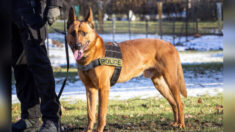 Un chien policier se sacrifie en prenant une balle pour ses collègues, qui lui rendent hommage