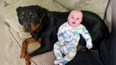 Une maman dit que son petit garçon et son gros rottweiler ont le lien le plus mignon et le plus parfait qui soit