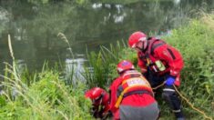 Un chien agit en héros en courant chercher de l’aide pour sauver sa propriétaire coincée dans la boue