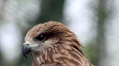 Landes : un milan noir, blessé au plomb, retrouvé au bord d’une route et sauvé dans un centre de soin Alca Torda