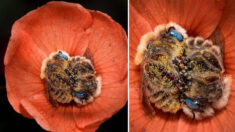 Un photographe capture d’étonnantes abeilles aux yeux bleus dormant dans les fleurs orange du désert de l’Arizona la nuit.