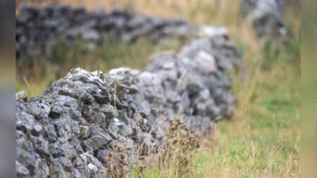 Pouvez-vous repérer le hibou parfaitement camouflé dans son environnement naturel ?