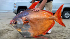 Une bénévole nettoyeuse de plage trouve un énorme lampris-lune de 45 kg échoué – les photos deviennent virales