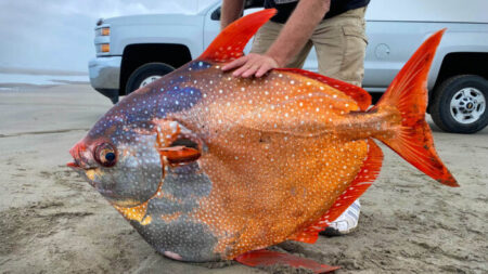 Une bénévole nettoyeuse de plage trouve un énorme lampris-lune de 45 kg échoué – les photos deviennent virales