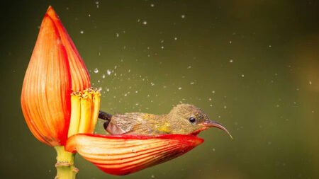 Un photographe capture la scène féerique d’une femelle souimanga siparaja prenant un bain de rosée dans un pétale de fleur