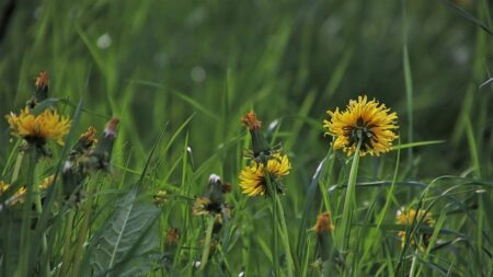 Besançon : voici pourquoi les pelouses de la ville ne sont (presque) plus tondues