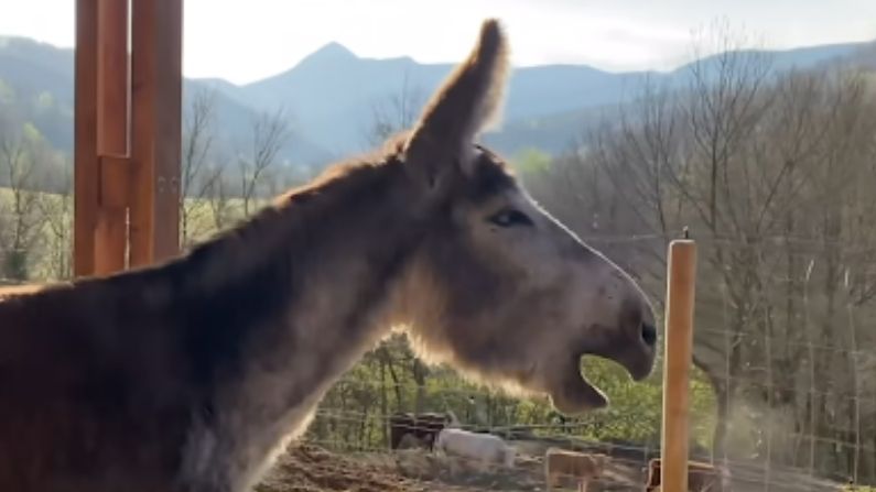 Capture d'écran de la vidéo (Avec l'aimable autorisation de la Fondation du sanctuaire Gaia)