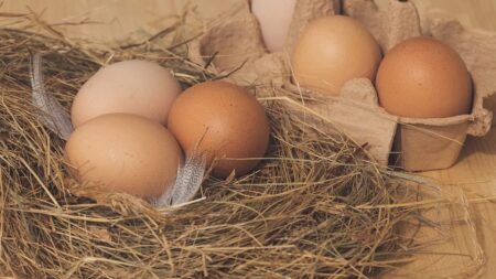 Dordogne : une poule pond des oeufs « géants » et c’est un mystère