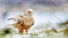 Photos : un rare et magnifique milan royal leucistique a été repéré jouant dans la neige