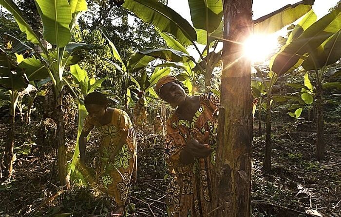 Photo d'illustration (Brent Stirton/Getty Images) 