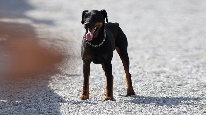 Un Jagdterrier (ou terrier de chasse allemand) Par Biser Todorov — Travail personnel, CC BY 4.0, https://commons.wikimedia.org/w/index.php?curid=97331655