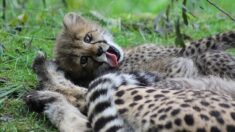 Trois bébés guépards sont nés au zoo de La Palmyre (Charente-Maritime)