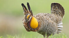 Texas: retour du tétras pâle, avec ses deux jolis sacs d’air orange vif sur les joues, après avoir frôlé l’extinction