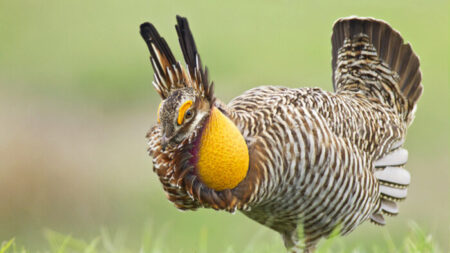 Texas: retour du tétras pâle, avec ses deux jolis sacs d’air orange vif sur les joues, après avoir frôlé l’extinction