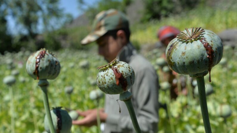 Un agriculteur récolte de la sève d'opium dans un champ de pavot du district de Darra-i-Nur, dans la province de Nangarhar, en Afghanistan, le 10 mai 2020. (Noorullah Shirzada/AFP via Getty Images)