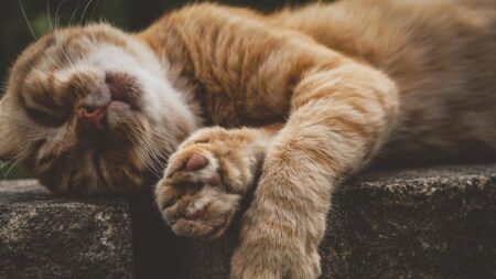 Une chatonne dépourvue d’yeux est adoptée par une famille aimante : « Elle n’est pas imparfaite, elle est juste différente »