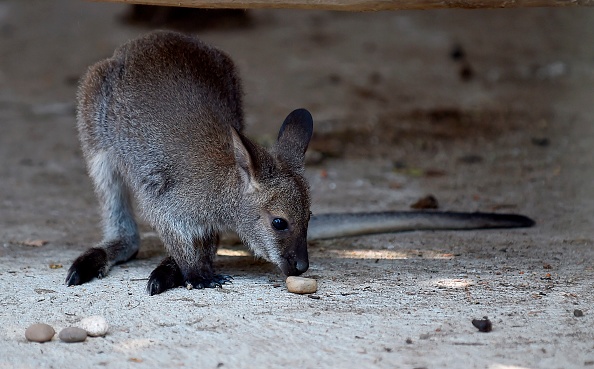 Un Wallaby (JEAN-CHRISTOPHE VERHAEGEN/AFP via Getty Images)