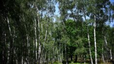 Tarn-et-Garonne : il réussit à retrouver les auteurs d’un dépôt sauvage en forêt et leur fait tout enlever