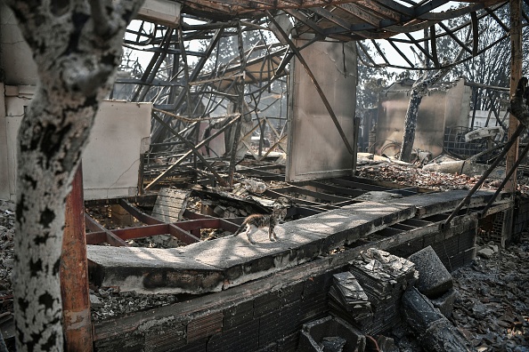 -Un chaton se tient debout dans un immeuble incendié à Varybombi, une banlieue au nord d'Athènes, le 4 août 2021. Photo LOUISA GOULIAMAKI/AFP via Getty Images.