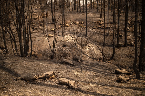 Des chèvres mortes sont couchées dans une forêt à la suite d'un incendie de forêt sur l'île d'Eubée (Eubée), la deuxième plus grande île grecque, le 11 août 2021. Photo ANGELOS TZORTZINIS / AFP via Getty Images.