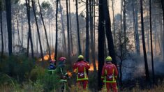 « L’élan de solidarité est splendide » pour sauver les animaux domestiques rescapés des flammes dans le Var