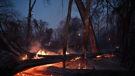 Des incendies criminels dévastent des réserves écologiques en Bolivie