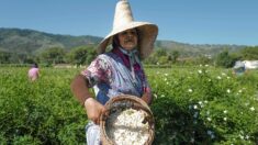 En France, la récolte du jasmin bat son plein pour les 100 ans du Chanel N°5