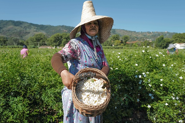 -Une ouvrière ramasse des fleurs de jasmin, utilisées pour le parfum Chanel N°5, à Pégomas, dans le sud-est de la France, le 26 août 2021. Photo Valery HACHE / AFP via Getty Images.