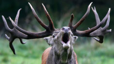 Jura : le cerf Vincent, photographié après avoir disparu des radars pendant plusieurs mois