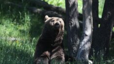 Ariège : un ours charge un berger dans les Pyrénées, le maire de Saint-Lary porte plainte pour « mise en danger de la vie d’autrui »